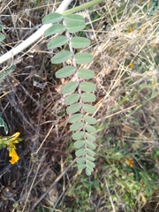 Astragalus congdonii