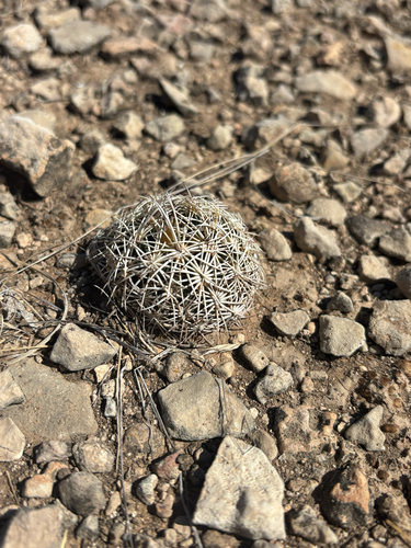 Rhinoceros cactus (Coryphantha echinus)