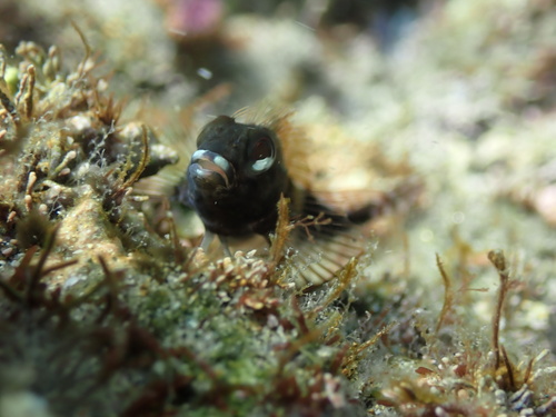 Fishgod blenny (Malacoctenus ebisui) — Labrisomidae — 3