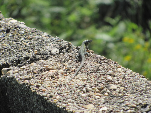 Carbonell’s Wall Lizard, Podarcis carbonelli