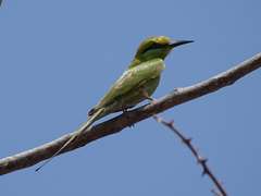 Merops viridissimus