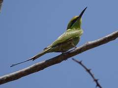 Merops viridissimus