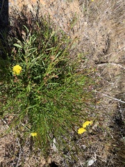 Crocanthemum aldersonii