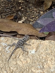 Sceloporus lundelli