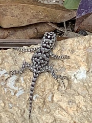 Sceloporus lundelli