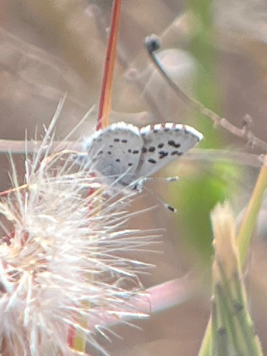 Philotiella speciosa purisima