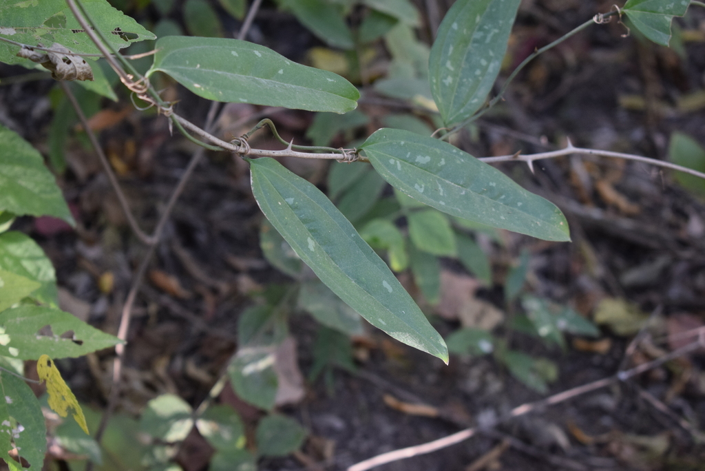 Smilax spinosa