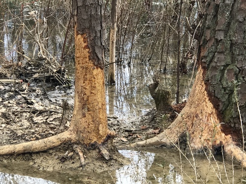 American Beaver photographed in Tennessee