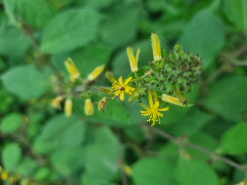 Sacramento bur (Triumfetta semitriloba)
