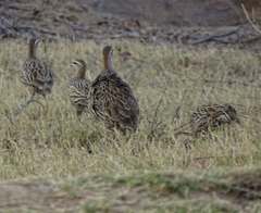 Pternistis bicalcaratus