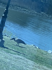 Branta canadensis