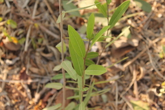 Cynophalla flexuosa