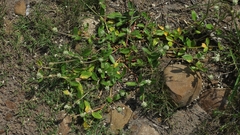 Gomphrena celosioides