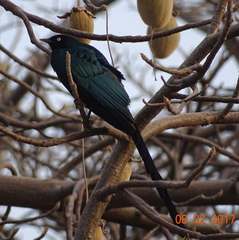 Lamprotornis caudatus
