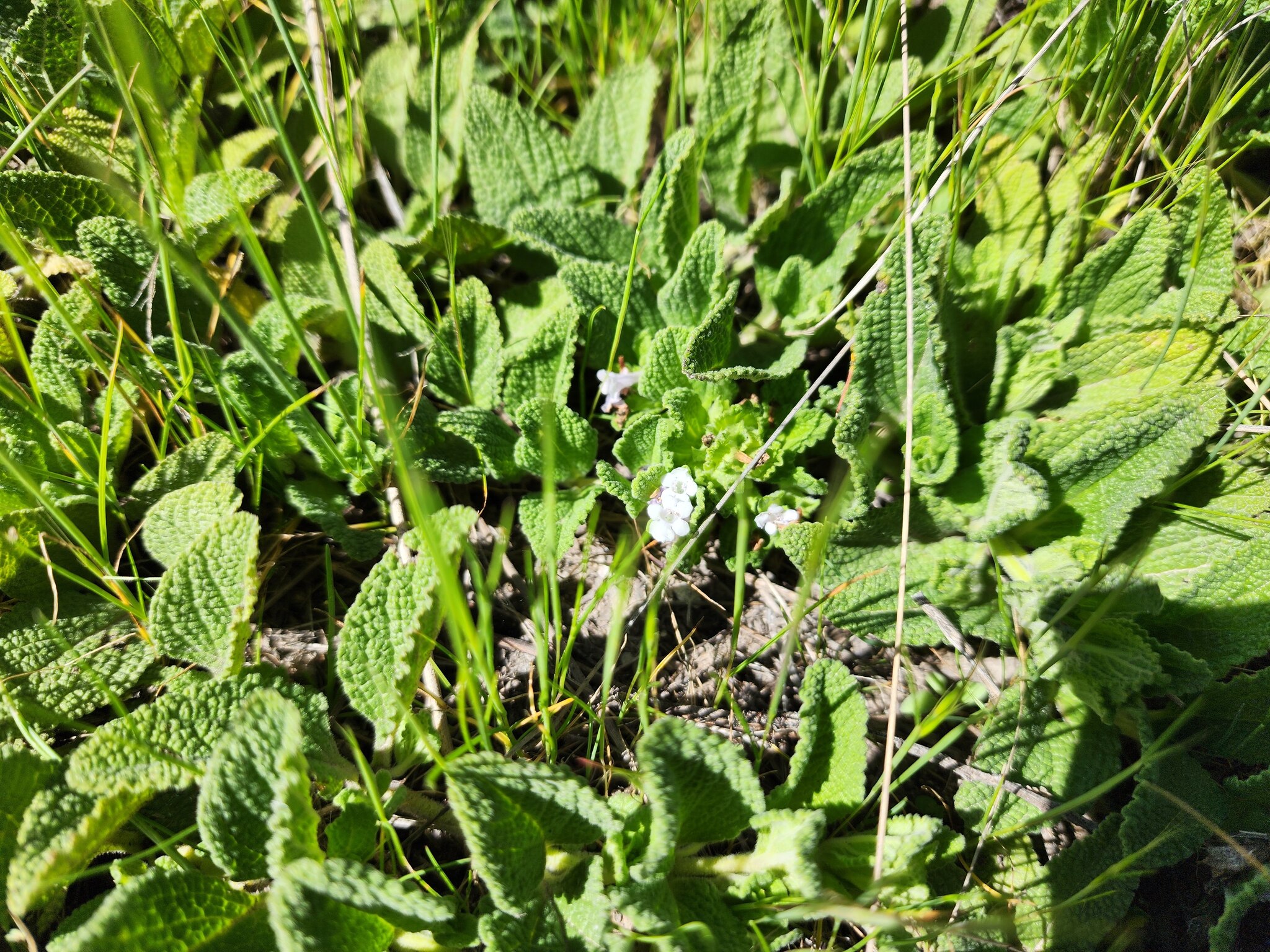 Lepechinia Meyenii (Lepechinia meyenii)