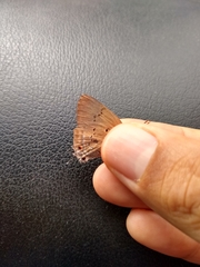 Parrhasius polibetes