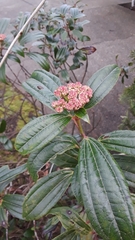 Viburnum davidii