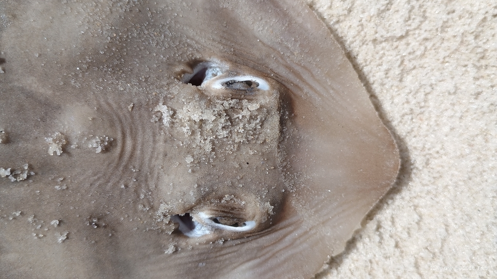 Lesser guitarfish (Zapteryx brevirostris) — Rhinobatidae