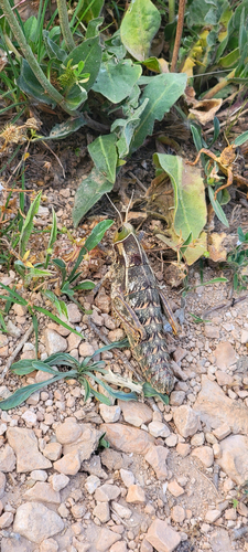 Pamphagus tunetanus