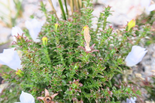 Image of Roella recurvata by (c) Diana Studer, some rights reserved (CC BY)