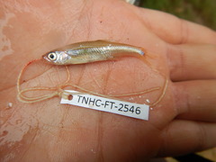 Lythrurus umbratilis