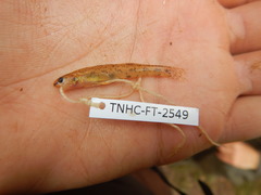 Etheostoma chlorosoma