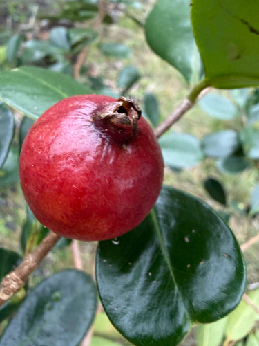 Psidium cattleianum observed 2026-03-29