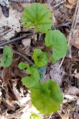 Arnoglossum reniforme