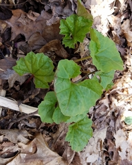 Arnoglossum reniforme
