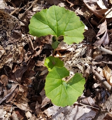 Arnoglossum reniforme