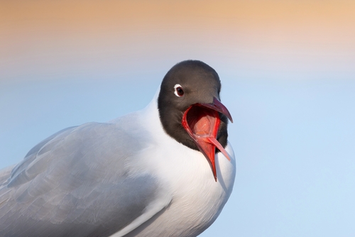 Gaviota reidora (Chroicocephalus ridibundus)