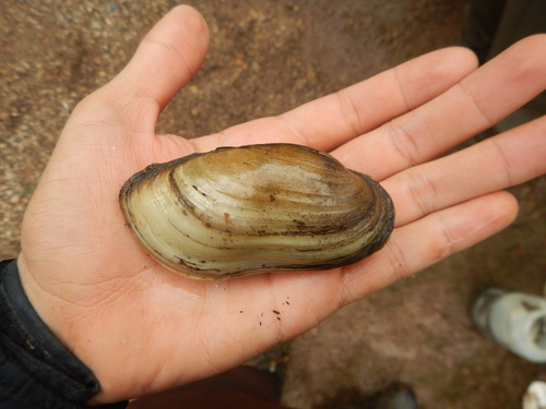 Yellow Sandshell