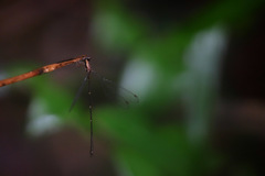 Chorismagrion risi