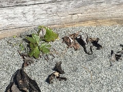Glehnia littoralis leiocarpa