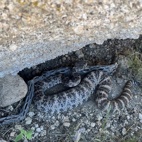 Southwestern Speckled Rattlesnake