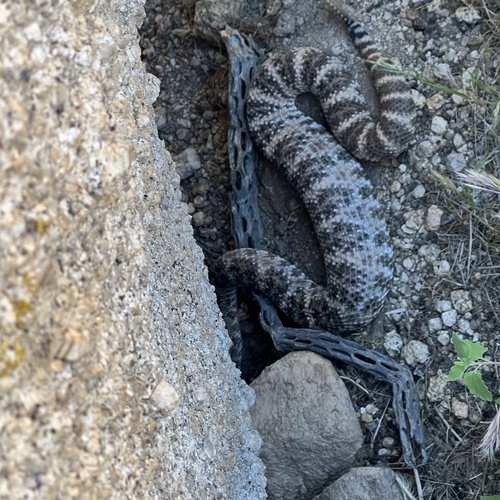 Southwestern Speckled Rattlesnake