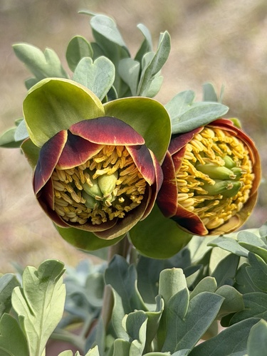 Brown's peony