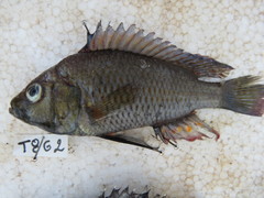 Astatotilapia calliptera