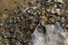 Dermatocarpon luridum