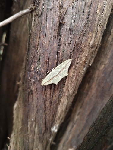 Timandra stueningi