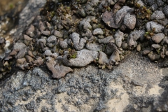 Dermatocarpon luridum