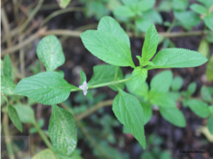 Lippia alba