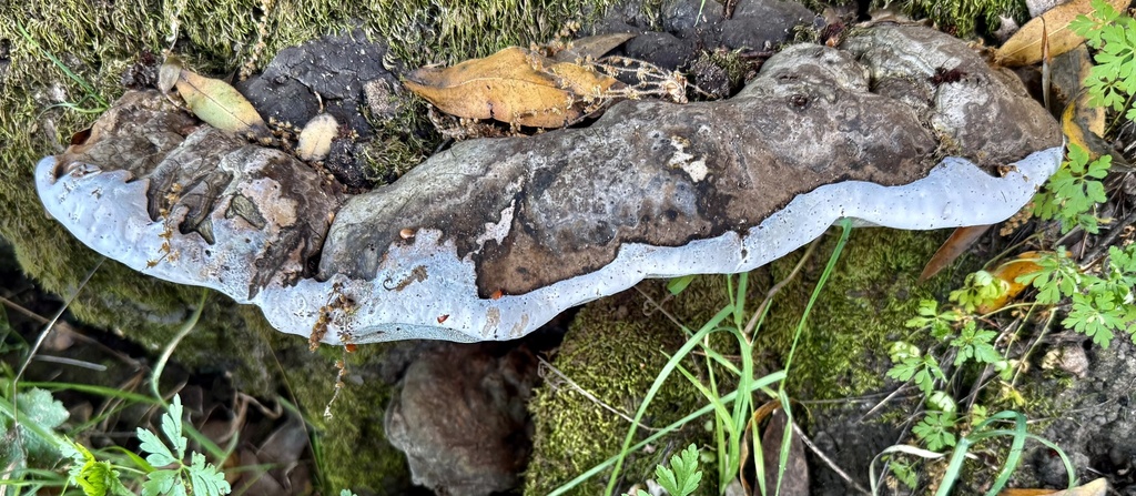 Ganoderma brownii · March 2026 · photo: © hllrnnr (iNaturalist, cc0)