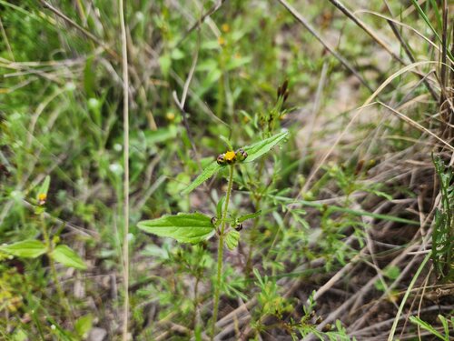 shaggy soldier (Galinsoga quadriradiata)