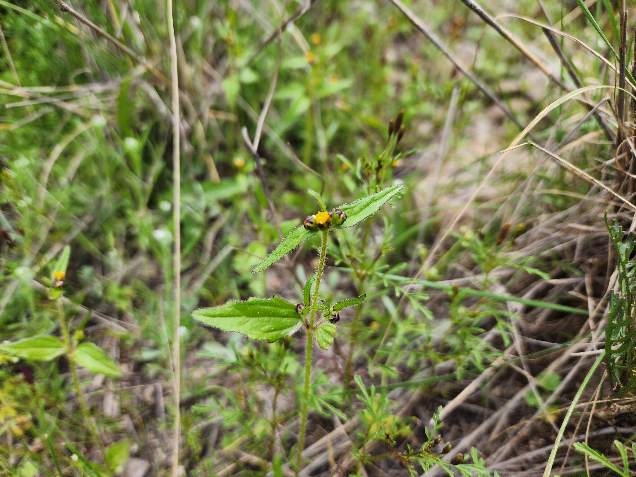 Shaggy Soldier (Galinsoga quadriradiata)