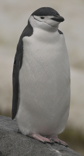 Pygoscelis antarcticus observed 2026-03-30