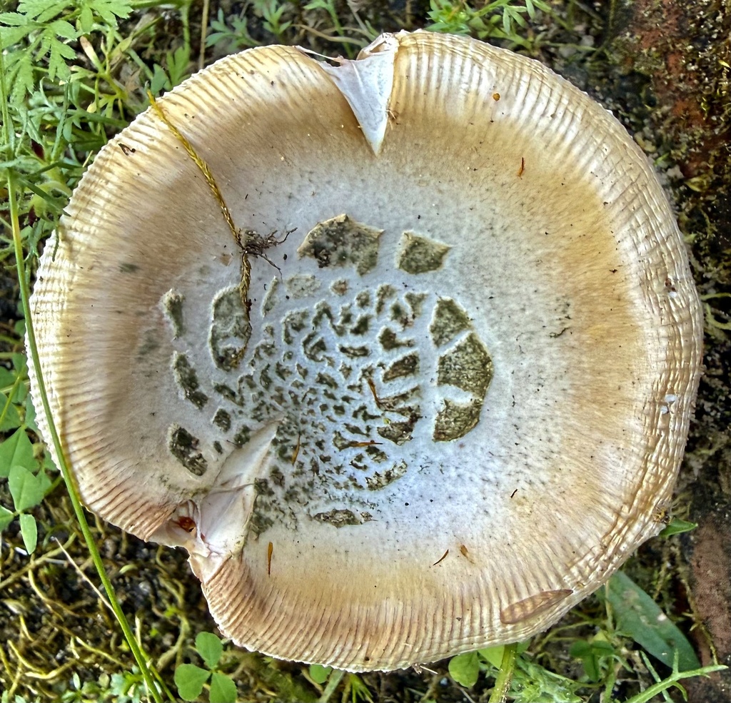 Amanita velosa · March 2026 · photo: © hllrnnr (iNaturalist, cc0)