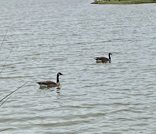 iNaturalist observation photo of Canada Goose