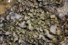 Dermatocarpon luridum