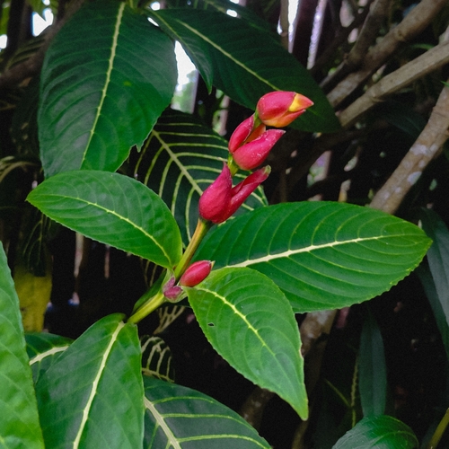 Sanchezia oblonga
